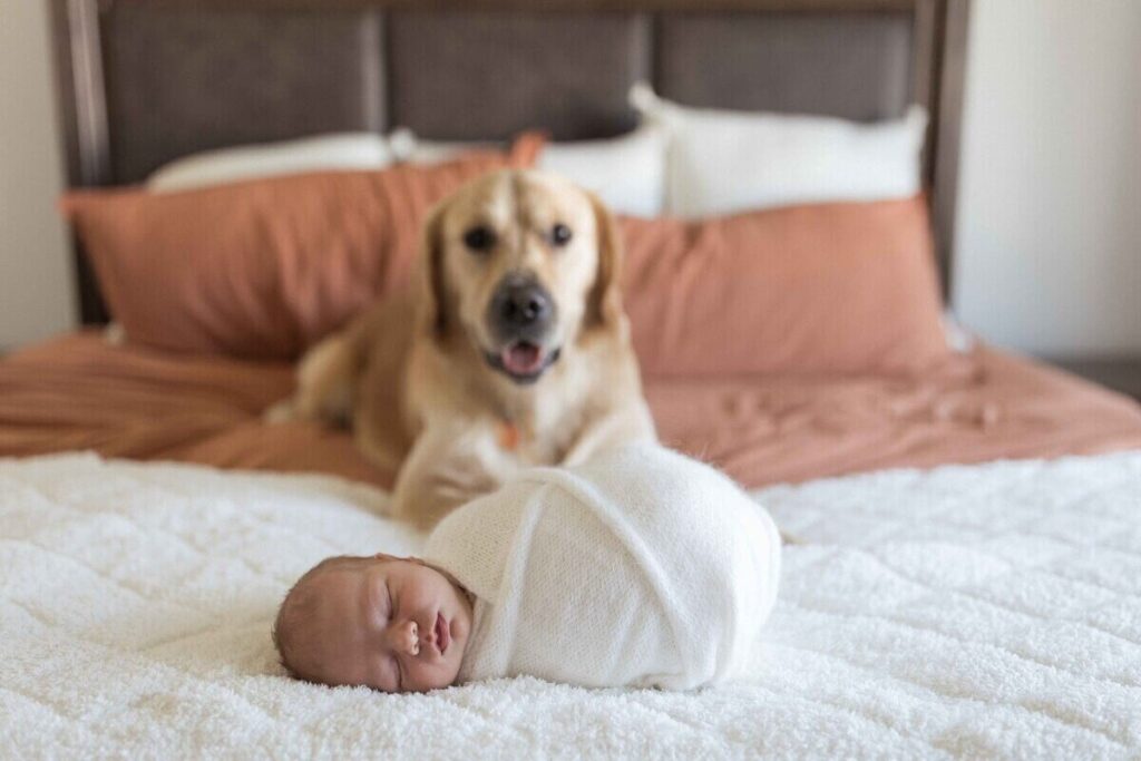 A swaddled newborn baby sleeps on a bed while a golden retriever rests in the background during an at-home newborn photoshoot.