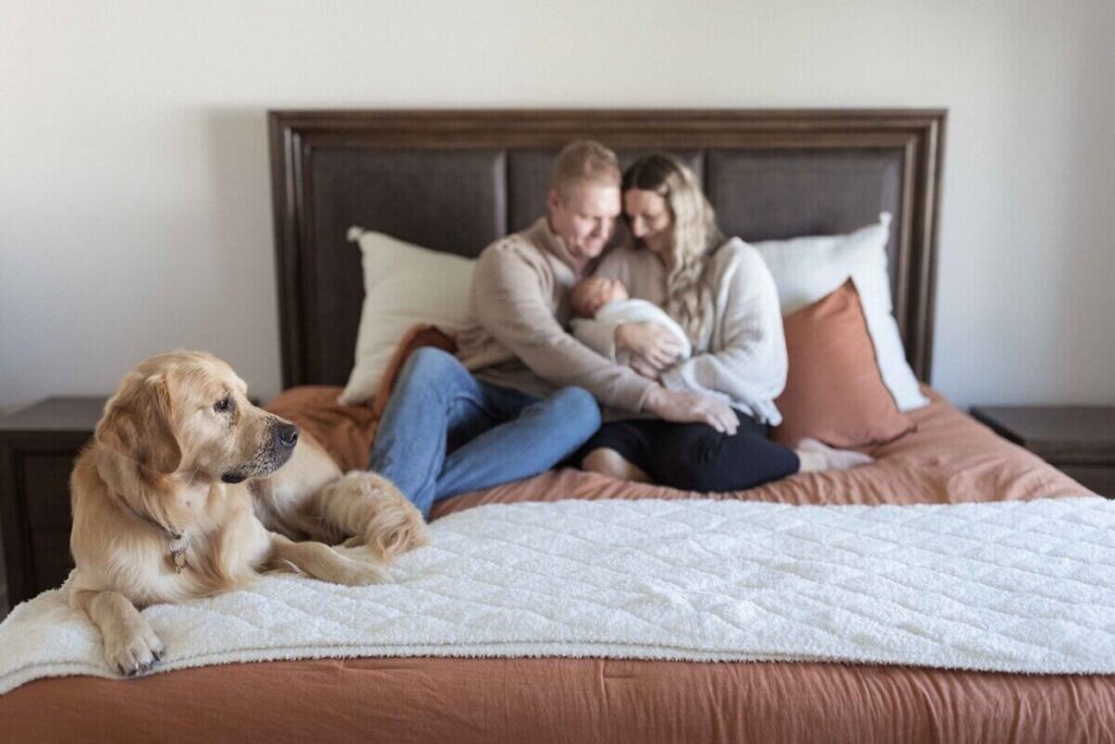 A couple cuddles their newborn baby on a bed during an at-home photoshoot, while their golden retriever relaxes at the foot of the bed.